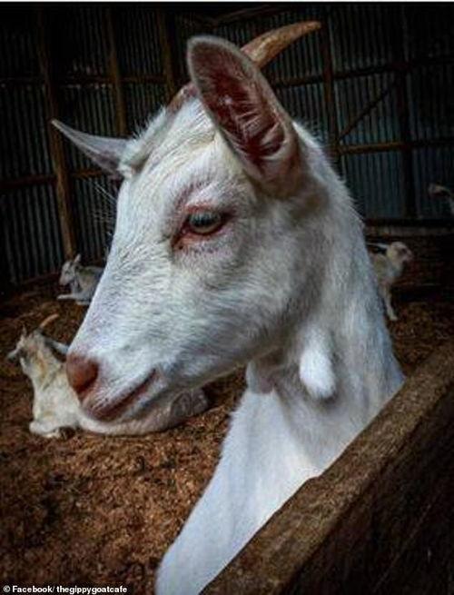 国产冥山羊视频评测,揭秘神秘生物的神秘面纱