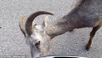 国产冥山羊视频评测,揭秘神秘生物的神秘面纱