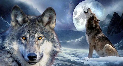 国产电影狼群解说视频下载,国产动作巨制，热血激战背后的下载传奇