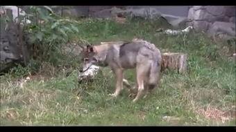 国产电影狼群解说视频下载,国产动作巨制，热血激战背后的下载传奇