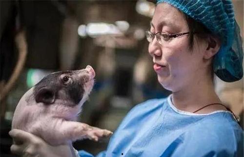 国产猪视频,探寻中国养猪业的创新与发展