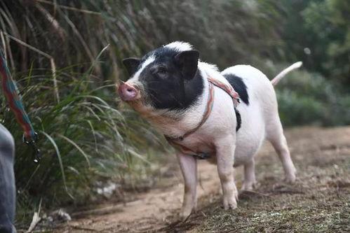 国产猪视频,探寻中国养猪业的创新与发展