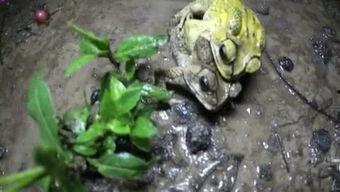 国产青蛙视频自拍,揭秘青蛙界的“网红”生活