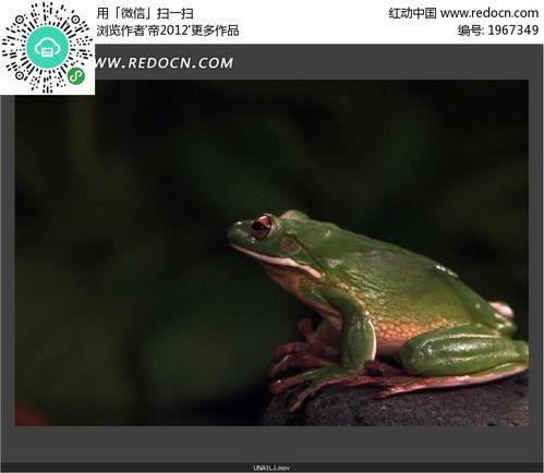 国产青蛙视频自拍,揭秘青蛙界的“网红”生活