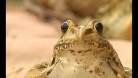 国产青蛙视频自拍,揭秘青蛙界的“网红”生活