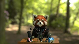 国产小浣熊视频,萌态可掬的森林精灵