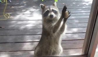 国产小浣熊视频,萌态可掬的森林精灵