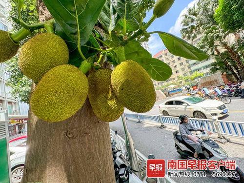 菠萝蜜视频国产你懂的,揭秘菠萝蜜视频中的精彩瞬间