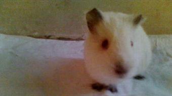 国产荷兰猪拆箱视频,萌宠新伙伴的诞生记  第2张